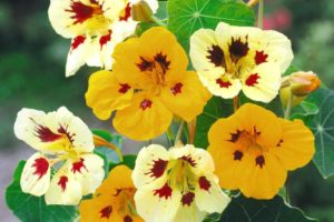 Nasturtium Ladybird Mix