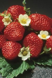 strawberry