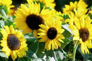 sunflower