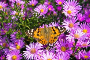 aster