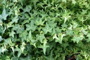 English ivy