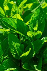 lemon mint