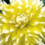 dahlia