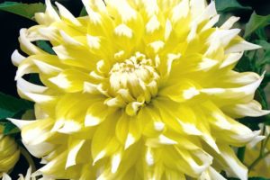 dahlia