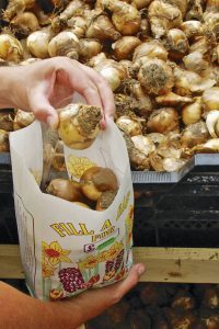bag of bulbs