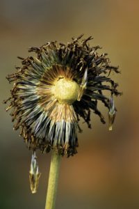 seed head
