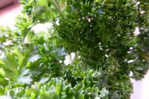 Parsley