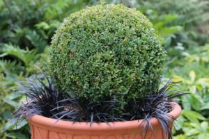 Buxus sempervirens