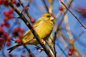 greenfinch