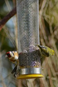 birde feeder