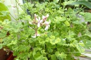 Fragrant pelargonium