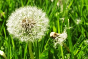 Dandelion seed head