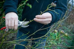 pruning roses