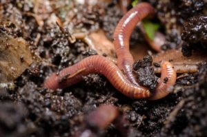 Composting worms