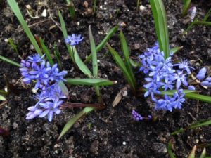 Scilla flowers
