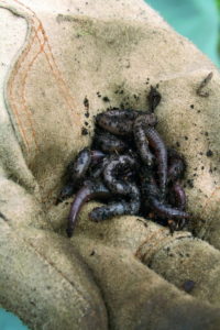 garden worms