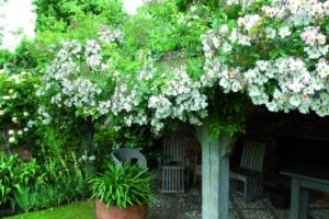 Rosa ‘Francis E Lester’
