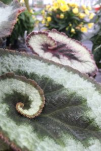 Begonia Escargot