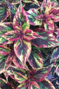 coleus