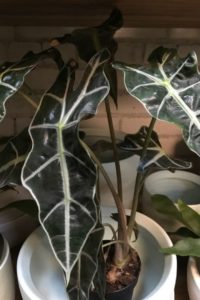 Alocasia