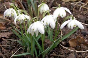 snowdrops