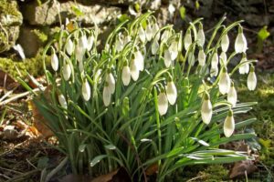 snowdrops