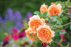 Rosa 'Dame Judi Dench'