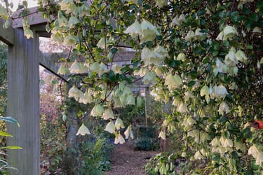 Arbor with Clematis Wisley Cream