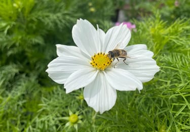 Hoverfly on white cosmos flower