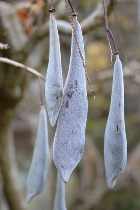 Should I winter prune my wisteria? - Richard Jackson Garden