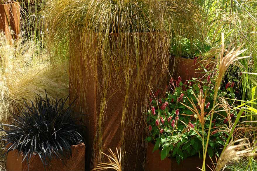 Five great grasses for containers - Richard Jackson Garden