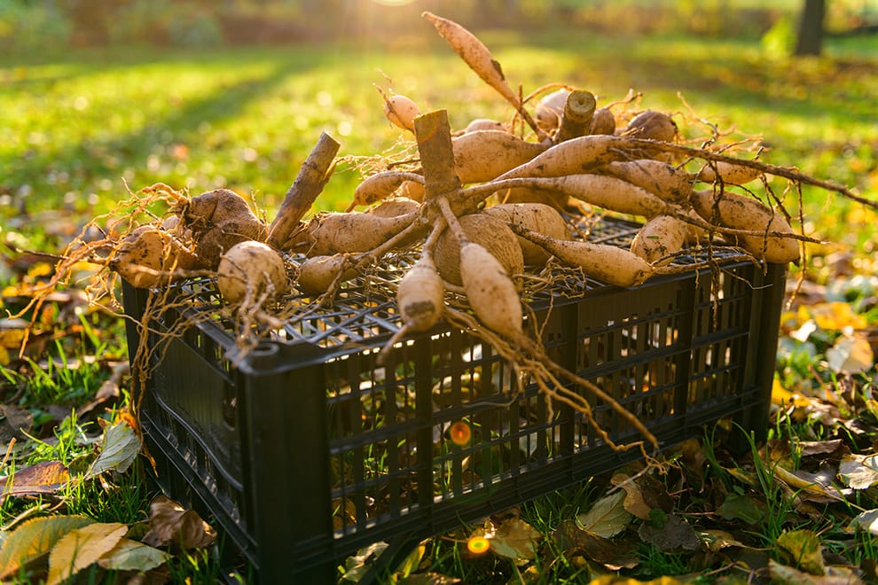 Dahlia tubers drying on an upturned crate