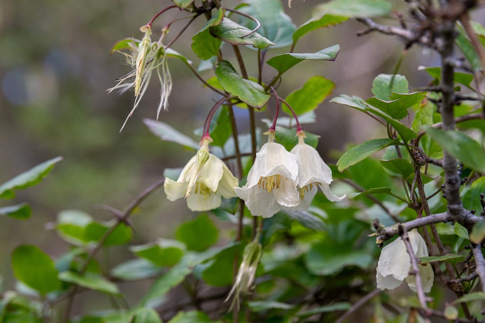 Clematis 'Jingle Bells'