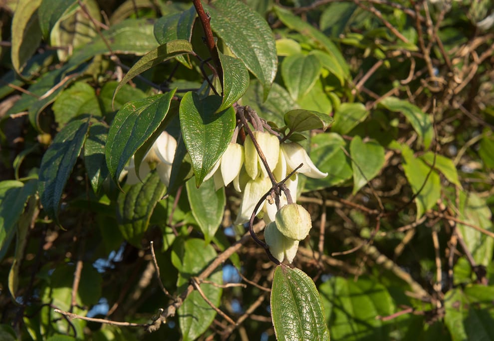Clematis 'Winter Beauty'