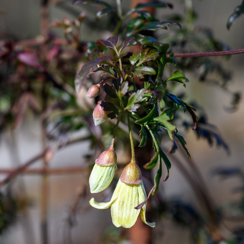 Clematis cirrhosis balearica