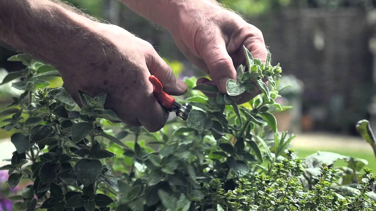 When To Pick Your Herbs