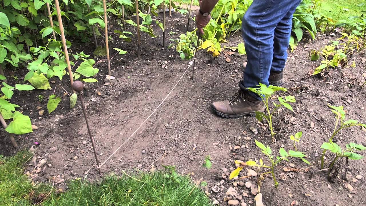 Sow Late Cropping Seeds