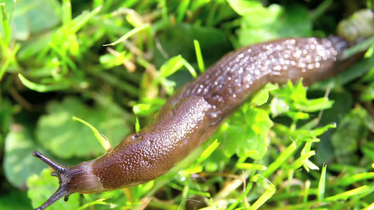 How to protect your plants from slugs and snails
