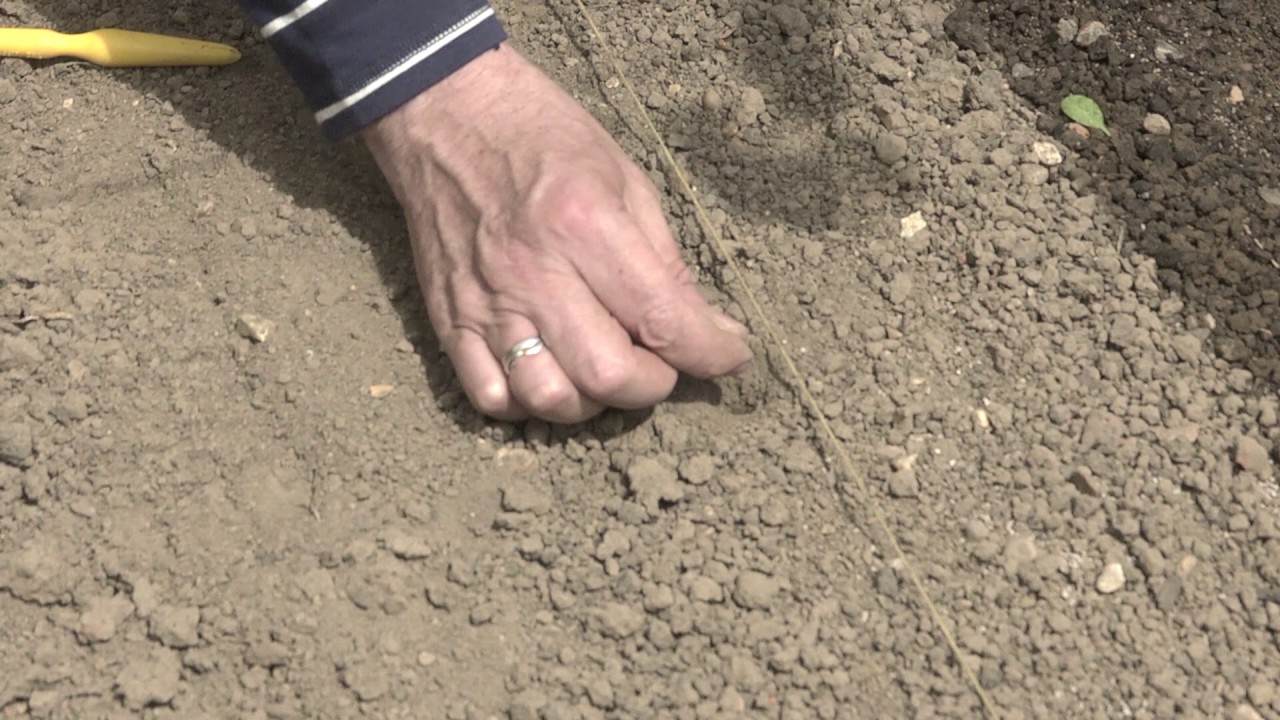 Sowing vegetable and salad seeds for summer and autumn crops