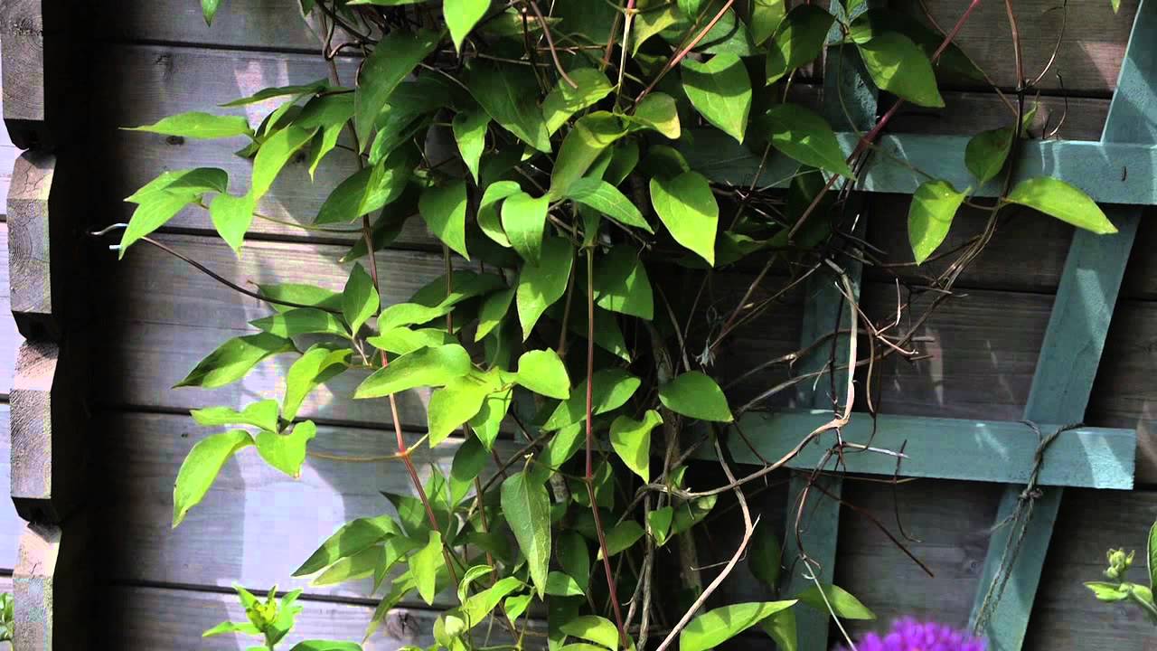 Clematis Growing Tips
