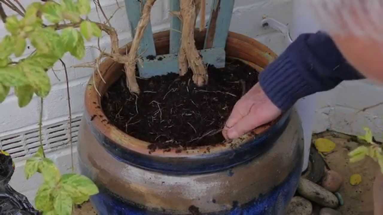 How to Top Dress Plants