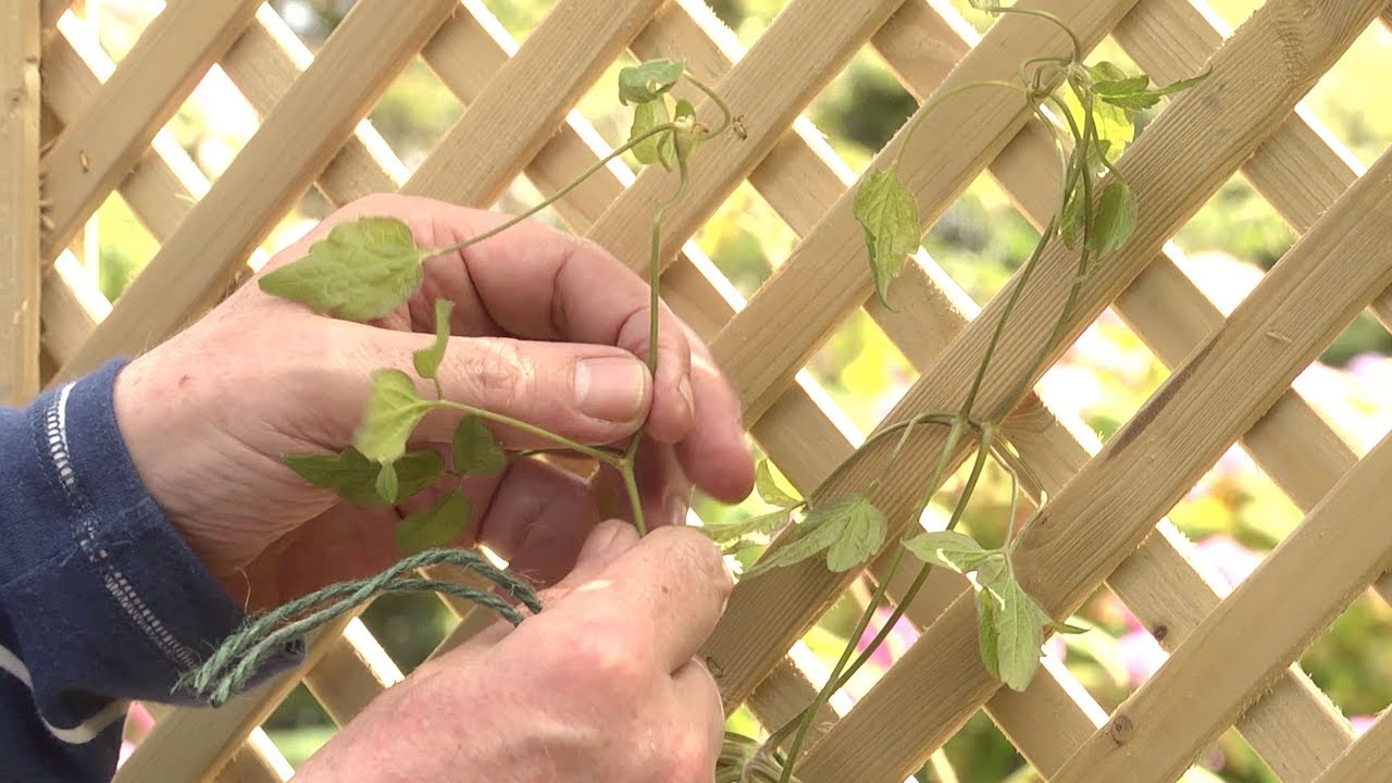 How to tie back and train climbing plants
