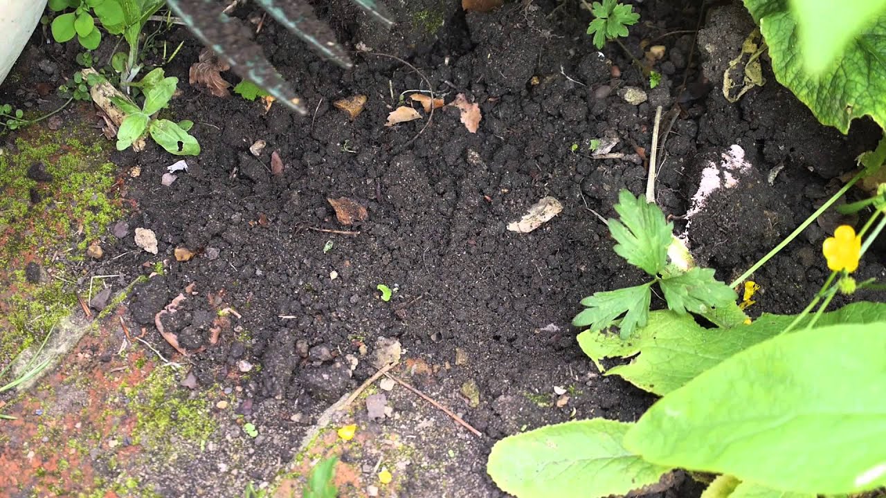 Holiday Garden Maintenance