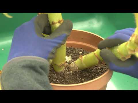 Storing begonia tubers