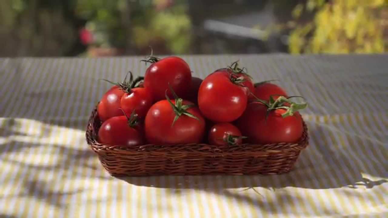 How Ripen Tomatoes Fast!