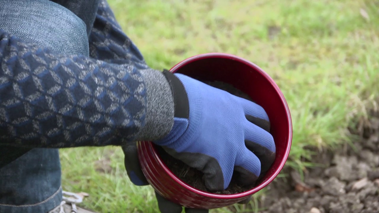 Sowing hardy annuals