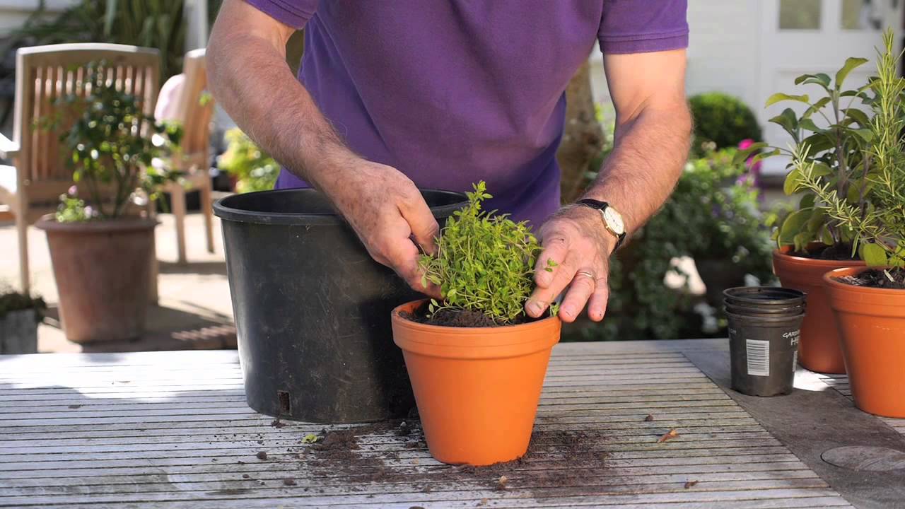 How To Grow Fresh Herbs