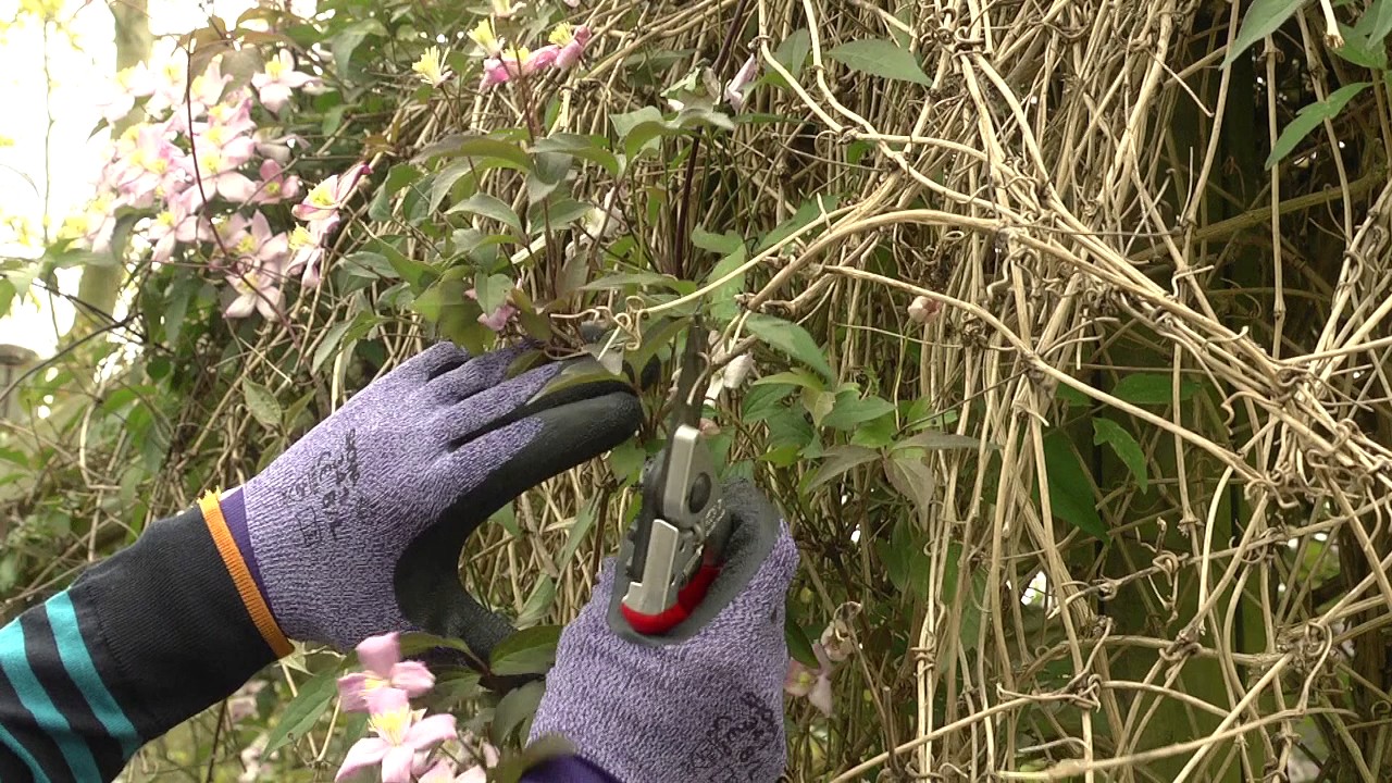 Pruning Clematis