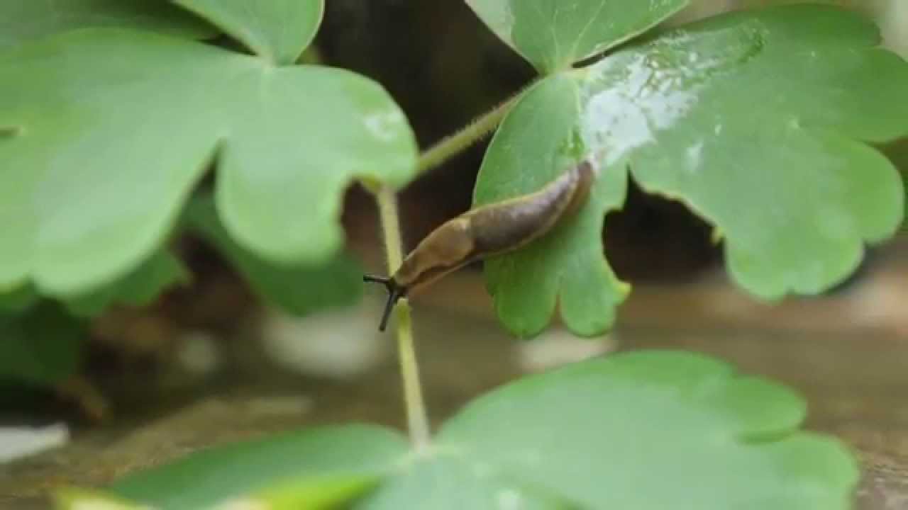 Sort out Slugs & Snails