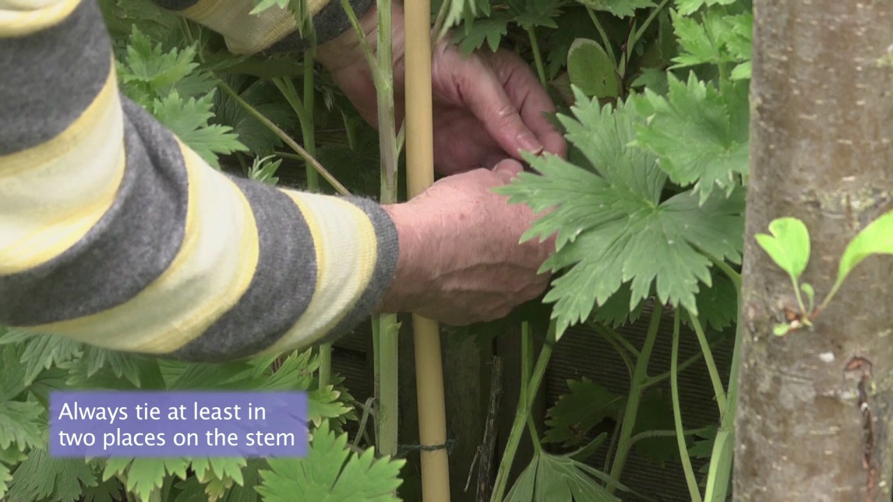 Supporting herbaceous perennials
